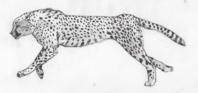 Speed sketch Cheetah running by sylveadiff on DeviantArt