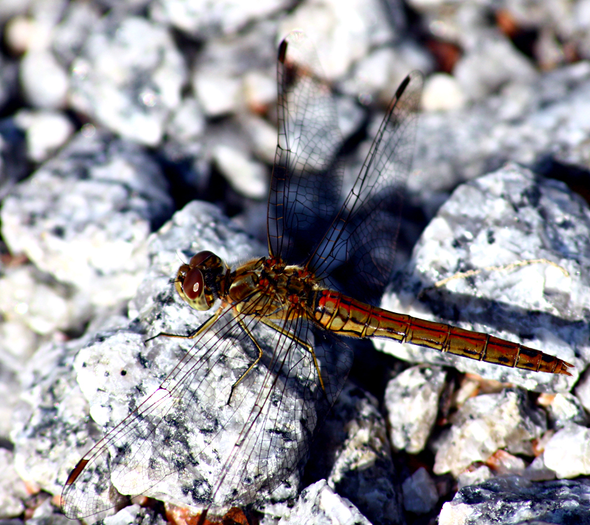 dragonfly_by_hellraidgr.jpg