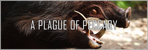 [Image: peccary2_by_euphoriclies-d9dfbhr.png]