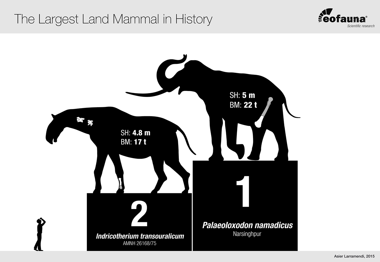 New largest known terrestrial mammal | The World of Animals