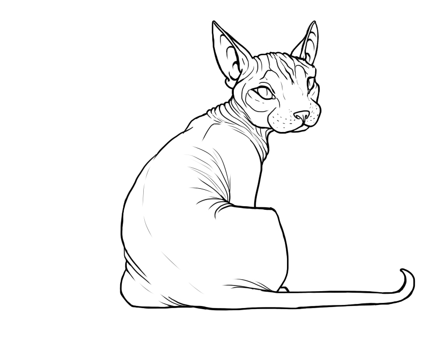 Sphynx Cat Coloring Page Sketch Coloring Page