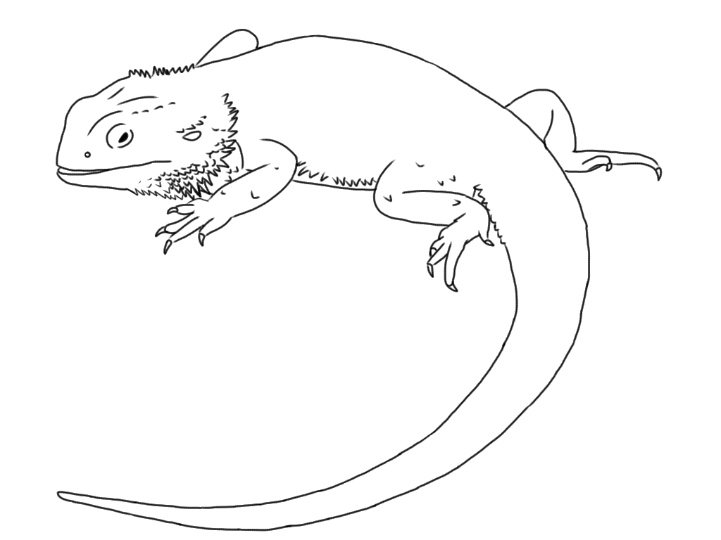 kaboose coloring pages printing gecko - photo #12