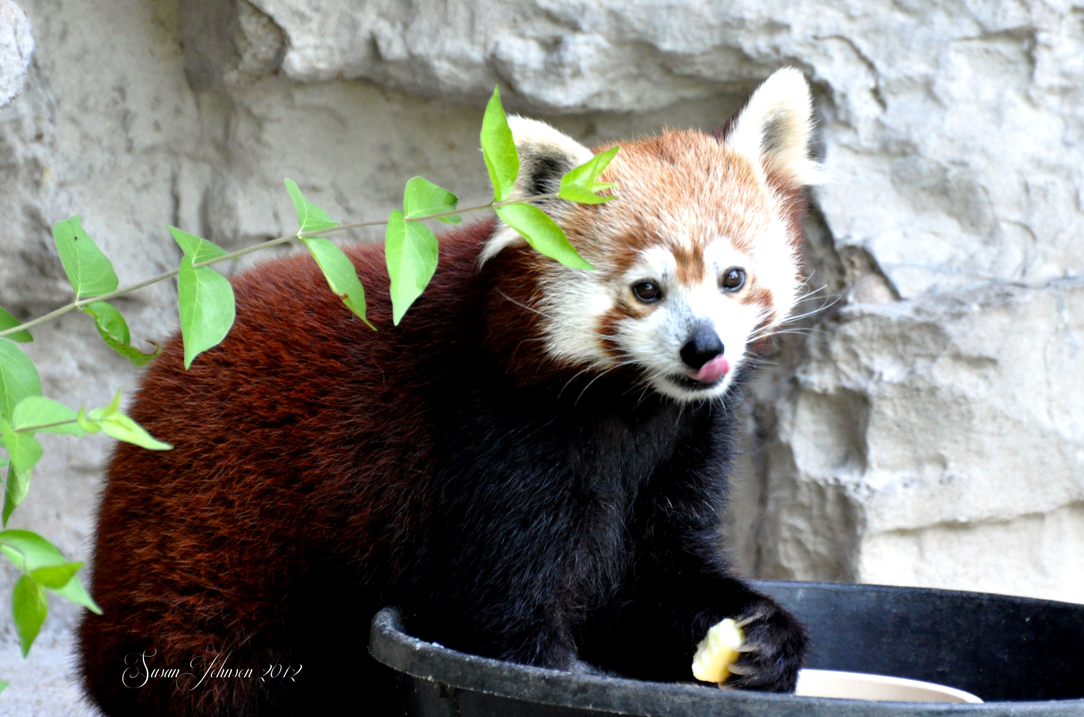 Red Panda - St. Louis Zoo, Missouri by AlaskaGrl on DeviantArt