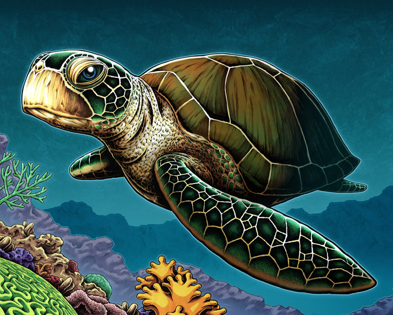 Sea Turtle by NicholasIvins on DeviantArt