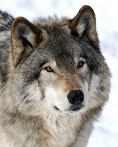 Bildergebnis für full blooded timber wolf