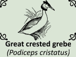 Great crested grebe by PhotoDragonBird