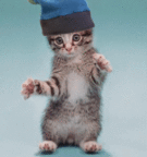 Dancing-kitten by Joe-Maccer