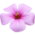 Flower icon.41