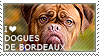 I love Dogues de Bordeaux by WishmasterAlchemist