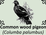 Common wood pigeon (Columba palumbus) by PhotoDragonBird