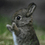 Bunnyclapplz