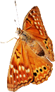 Oranje butterfly animated 130px by EXOstock