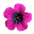 Flower icon.42