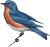 Eastern bluebird Icon